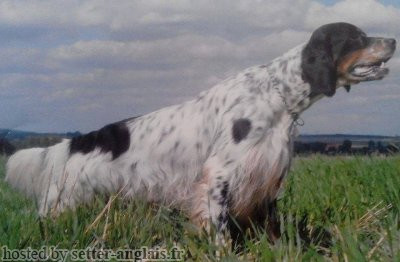 Setter Anglais BUL DELLE PASTENELLE Setter Anglais BUL DELLE PASTENELLE